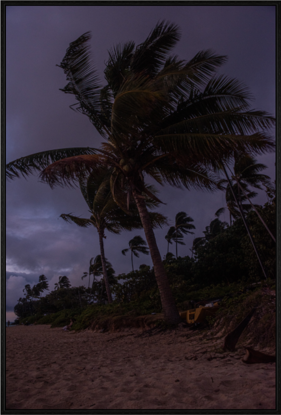 Main image Palms Blowing in the Wind at Dawn